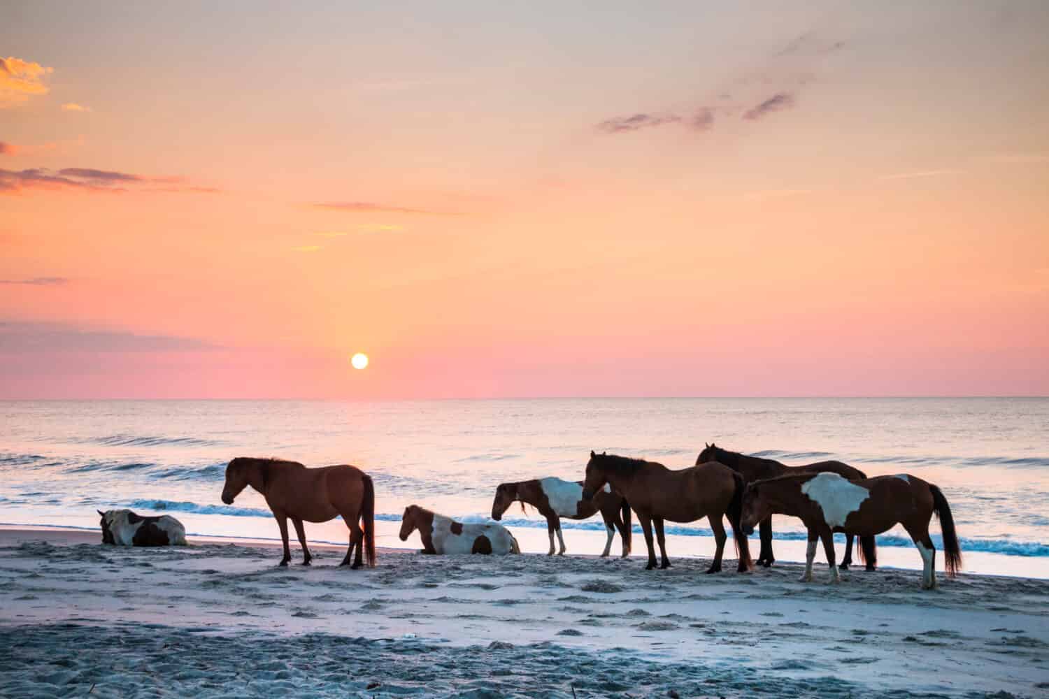 cavalli selvaggi sulla spiaggia di Assateague la mattina presto.