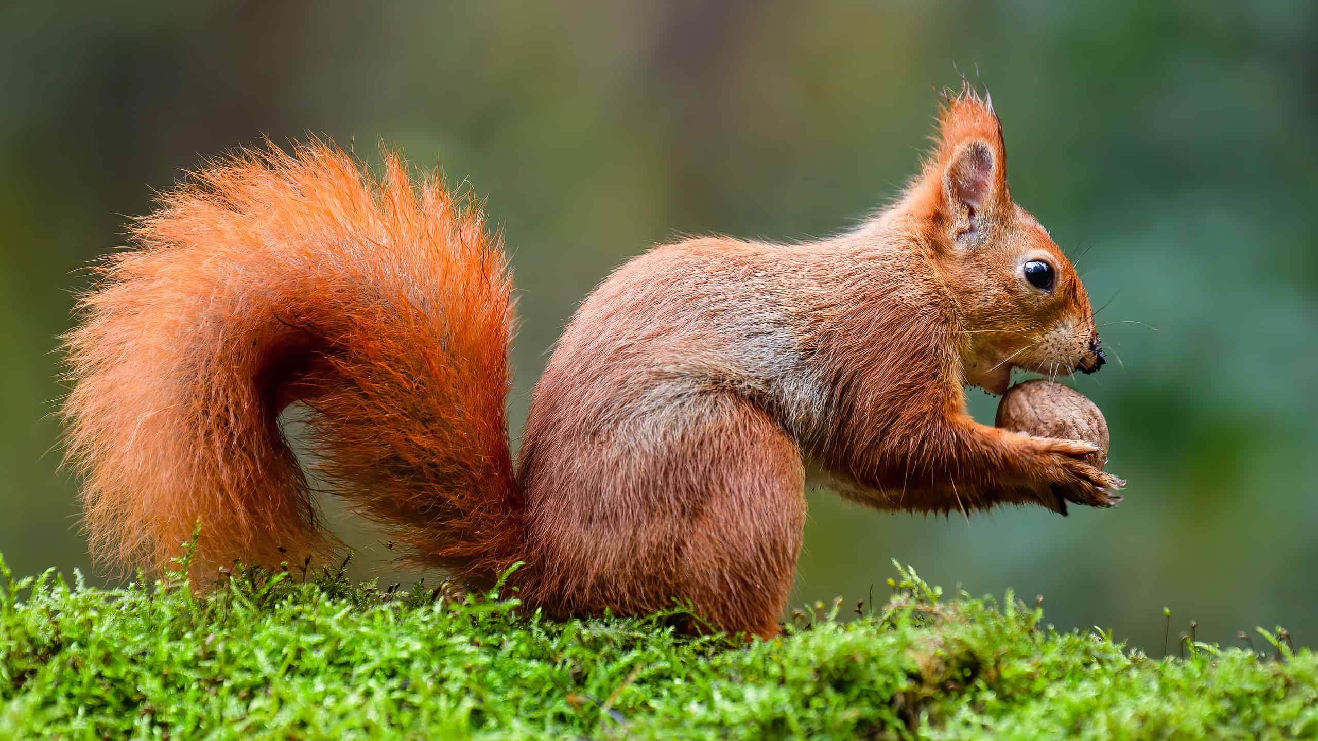 Uno scoiattolo rosso che mangia una noce su un tronco di muschio