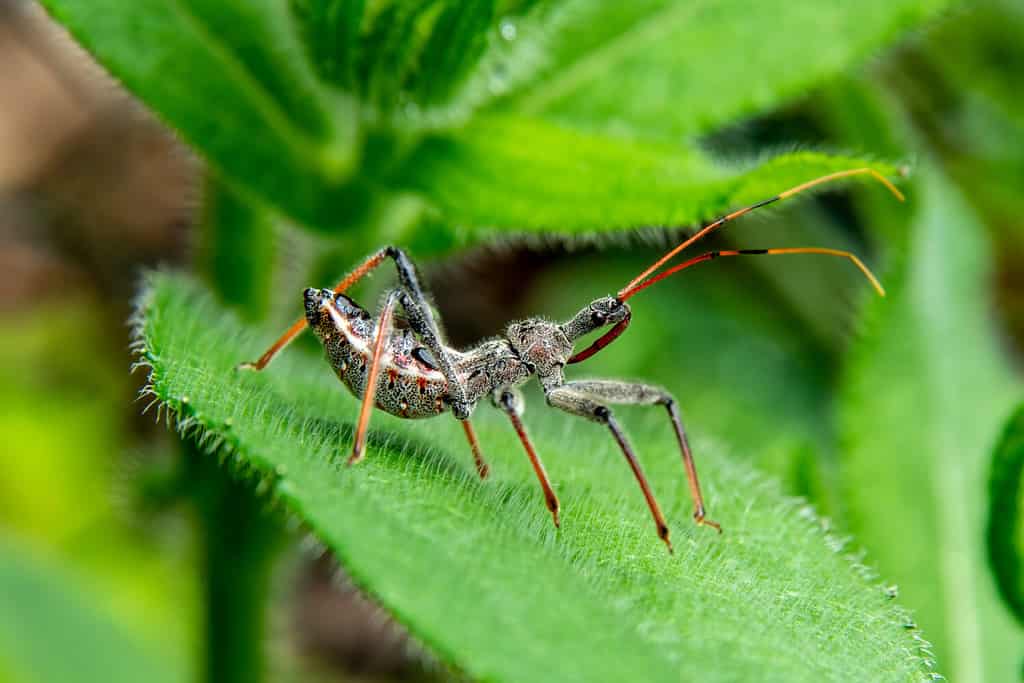 Una ninfa Assassin Bug, conosciuta anche come Wheel Bug, nascosta in un giardino in attesa di una preda.  È noto come insetto della ruota per la crescita rotonda e dentellata che arriva con la maturità, cosa che manca a questa ninfa.