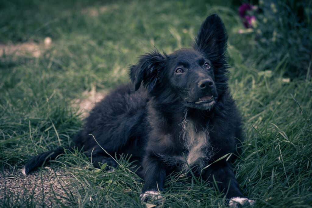 Vista ravvicinata di un cane pastore croato che gioca nell'erba verde.