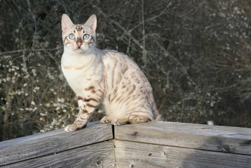 Gattino Bengala di 8 mesi.  Progressione del gatto Bengala.