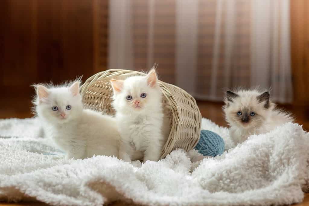 soffici tre gattini su bianco in un plaid.  Gatto bambola di pezza bicolore con palla blu
