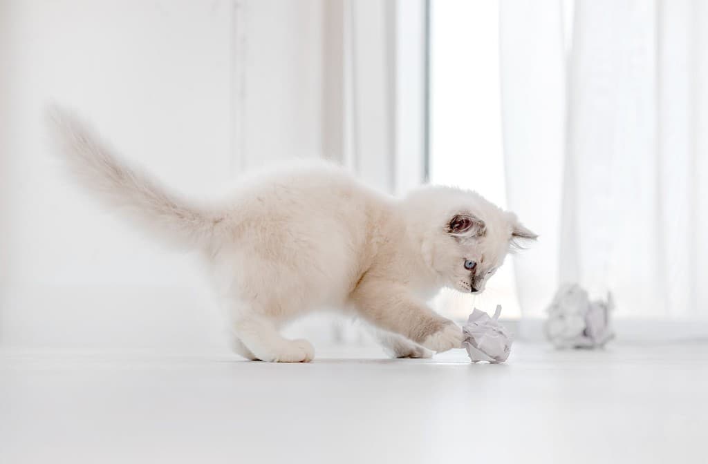 Adorabile gatto ragdoll bianco e soffice che gioca con palline di carta sul pavimento in una stanza luminosa e guarda la telecamera con gli occhi azzurri.  Adorabile animale domestico felino di razza pura all'aperto con giocattoli