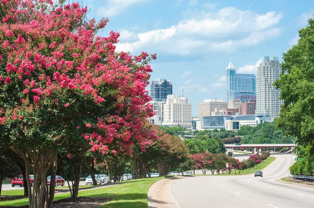 Skyline di Raleigh in estate con alberi di mirto crespo in fiore