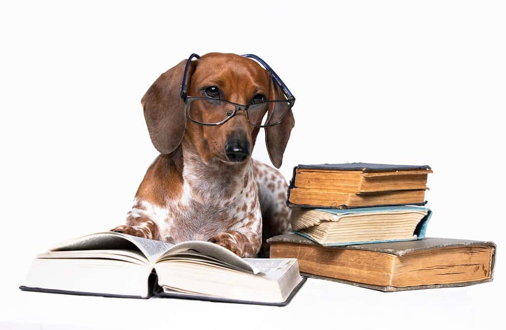 bassotto con gli occhiali che legge un libro, cucciolo curioso, scienza canina