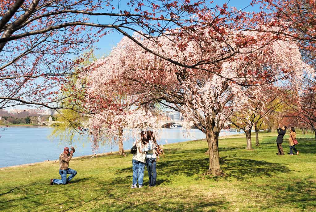 Ci sono infinite opportunità fotografiche ogni anno al National Cherry Blossom Festival!