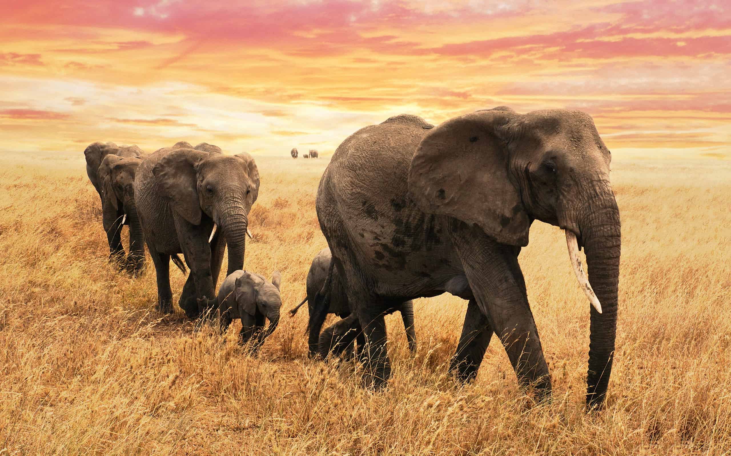 Elefante, Branco, Kenya, Elefante africano, Africa