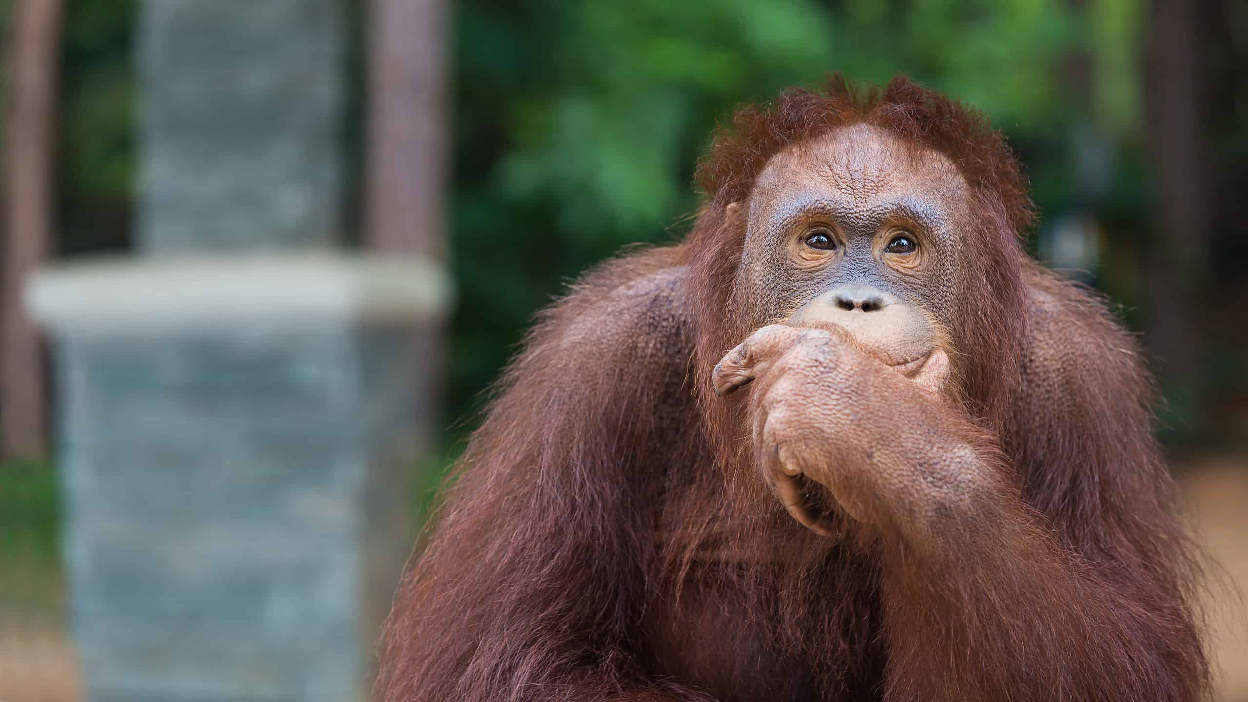 Orango immerso nei suoi pensieri