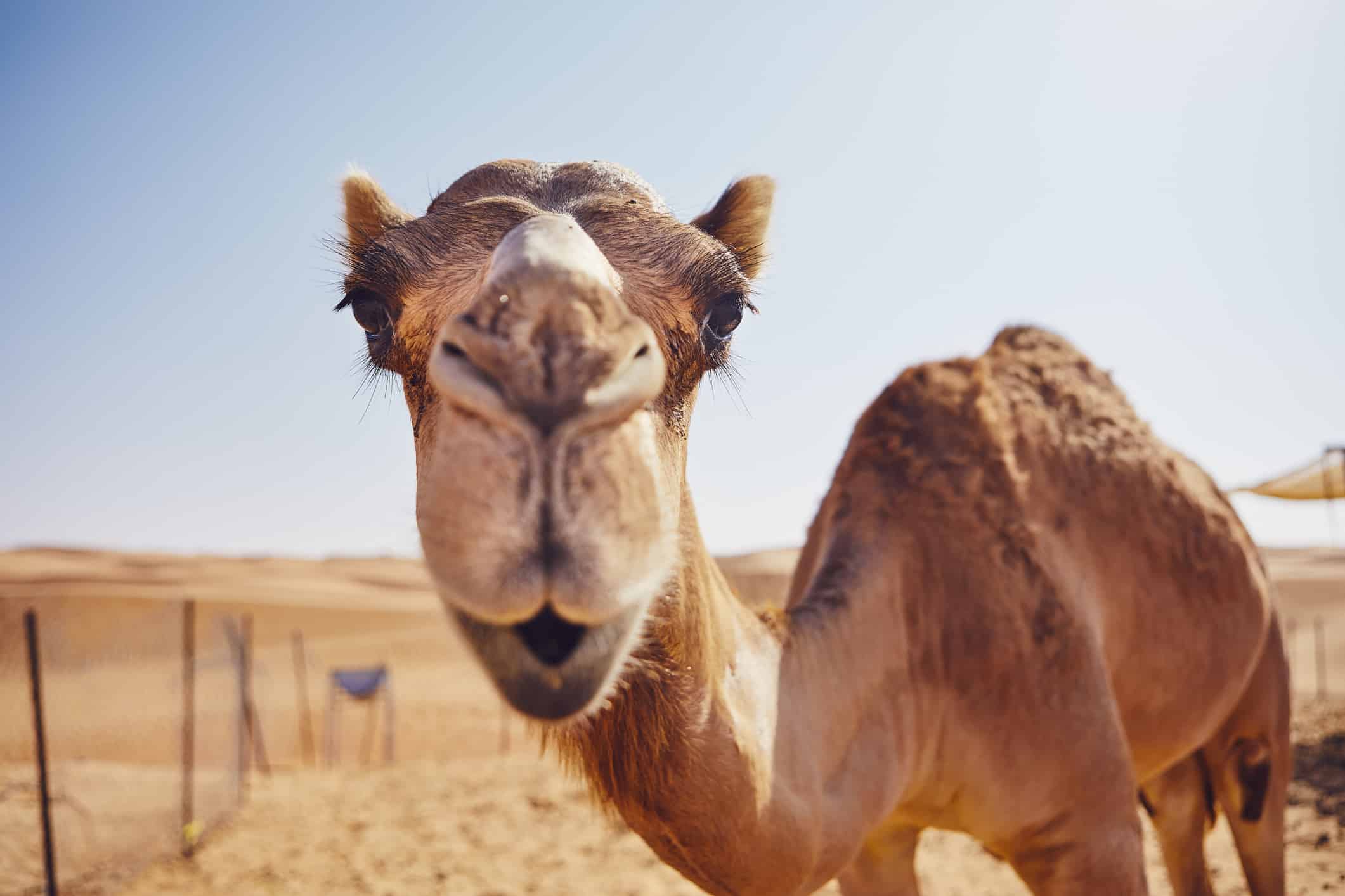 Cammello curioso nel deserto