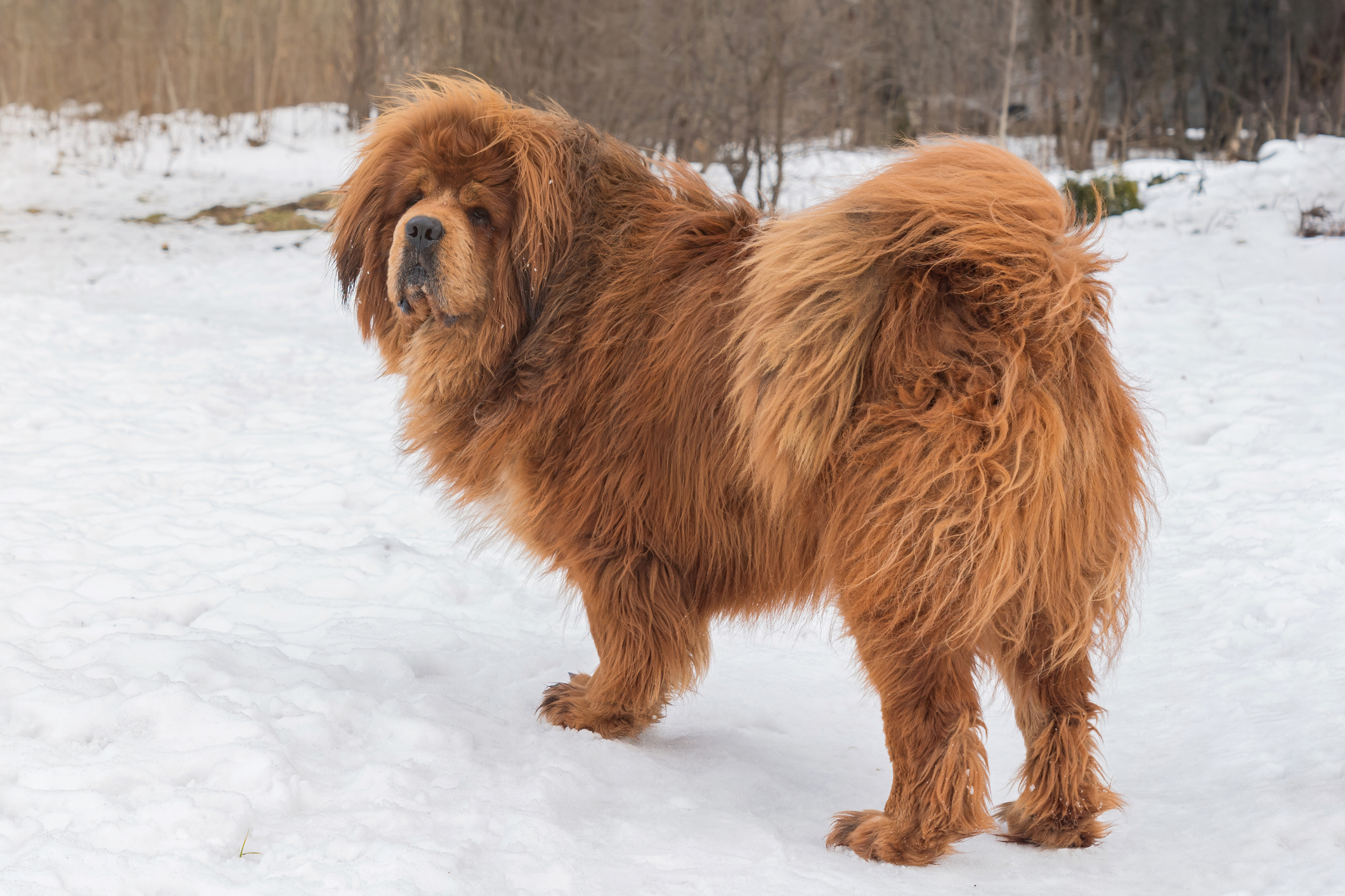 Bellissimo cane di grandi dimensioni, mastino tibetano, in piedi nella neve