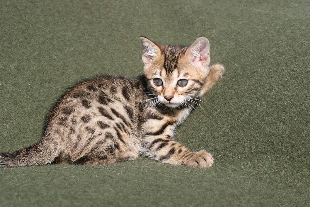 Gattino Bengala di 2 mesi.  Progressione del gatto Bengala.