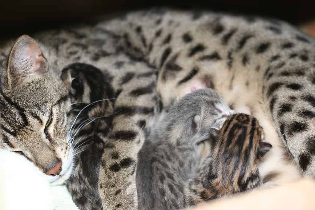 Madre del Bengala con gattini.  Come dire alla tua gatta che è incinta.