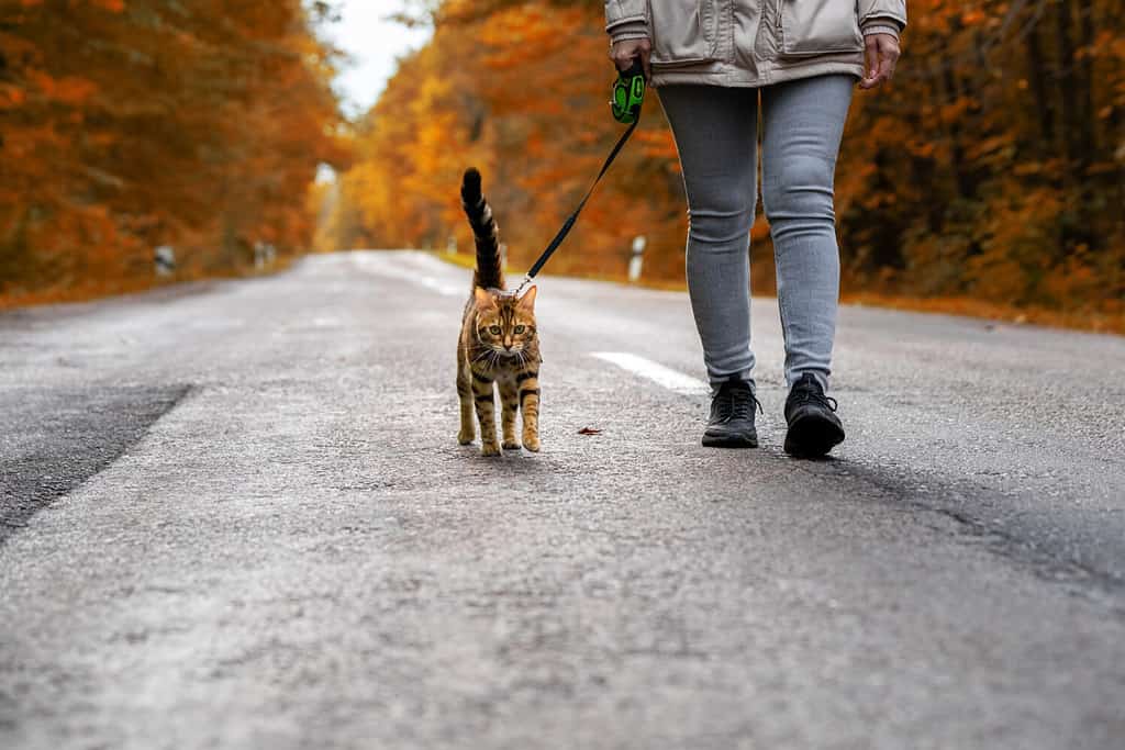 Una donna con un gatto del Bengala al guinzaglio che cammina lungo la strada nella foresta.