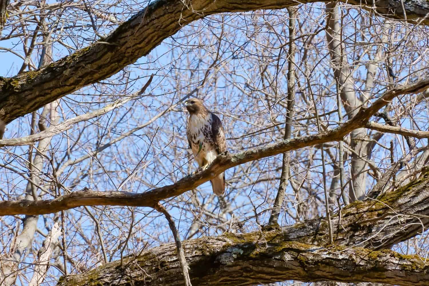 Il falco di Ridgway appollaiato sull'albero