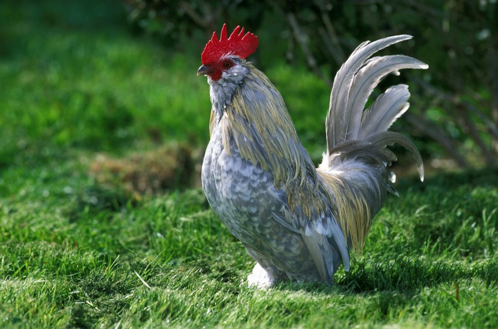 Pollo domestico, Barbu d'Uccle, Galletto, una razza belga
