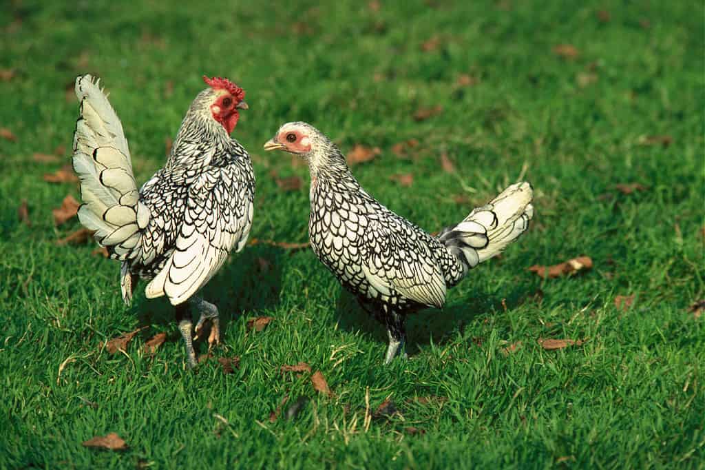 Silver Sebright, pollo domestico, gallina e galletto in piedi sull'erba