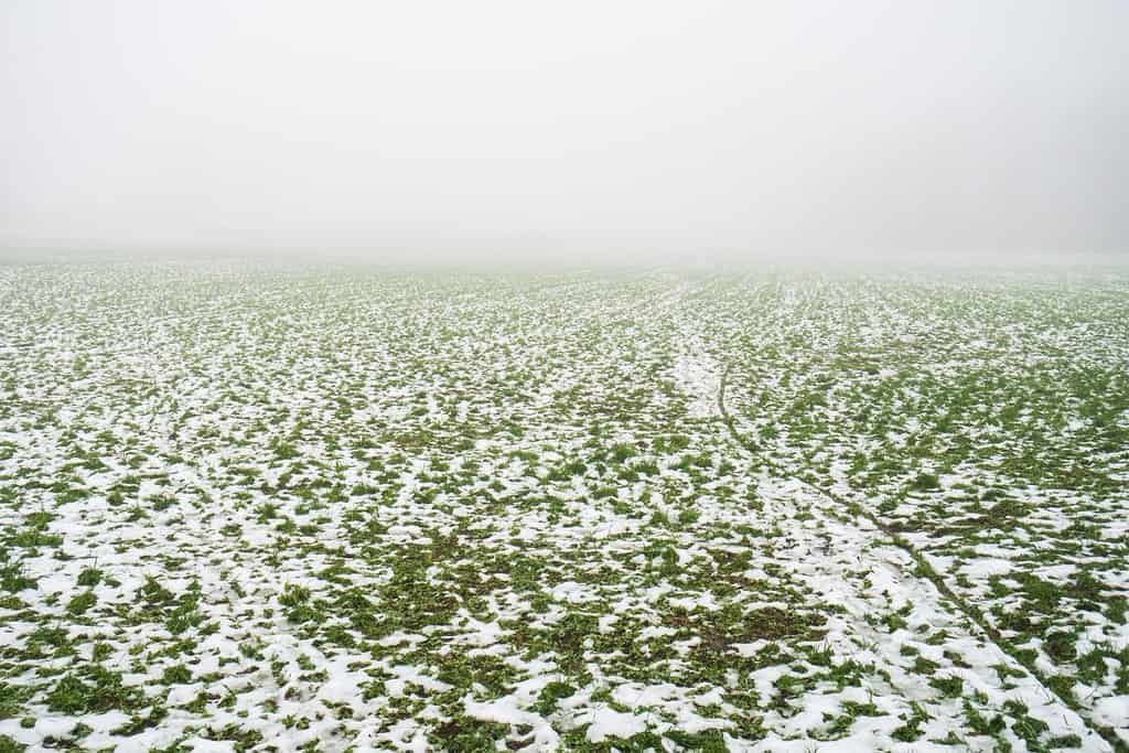 Scioglimento della neve e dell'erba verde in un campo agricolo in Europa.  Visione grandangolare, senza persone