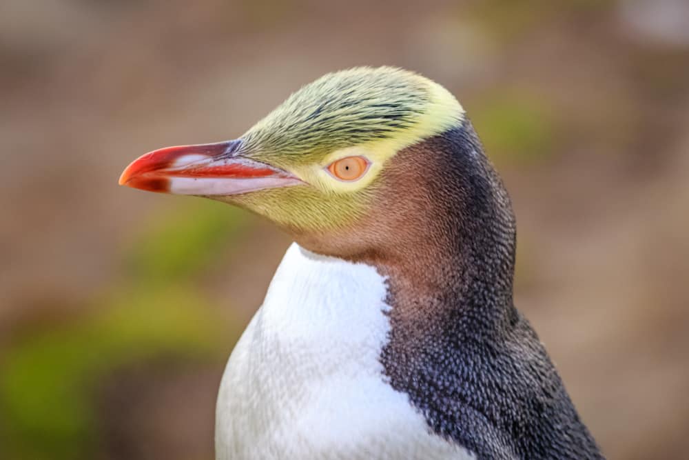 Un ritratto del primo piano di un pinguino dagli occhi gialli in via di estinzione che guarda a sinistra