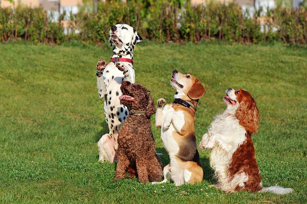 un gruppo di cani seduti sulle zampe posteriori sul prato