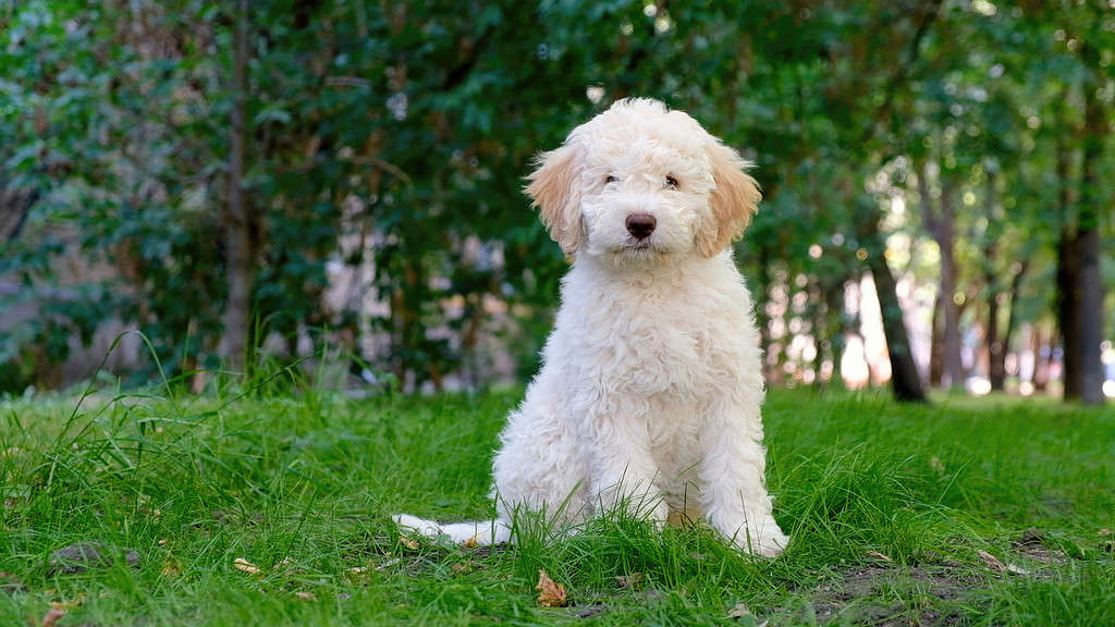 Simpatico cucciolo bianco lagotto romagnolo seduto sull'erba e che guarda la macchina fotografica in estate.  Spazio per il testo