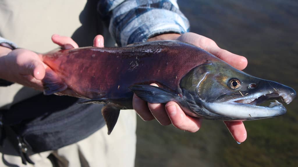 Dream Stream Kokanee Salmon nel cuore del Colorado.  Il sogno di un pescatore a mosca