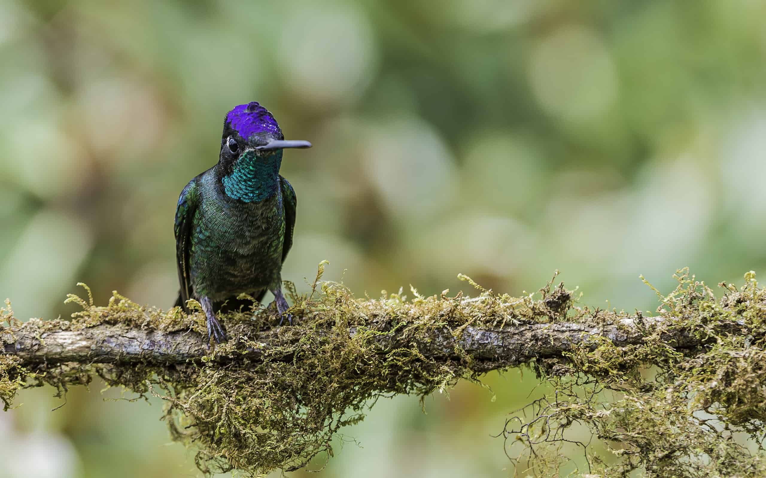 Il colibrì di Rivoli (Eugenes fulgens) è un grande colibrì, chiamato anche colibrì magnifico e presente in Costa Rica.