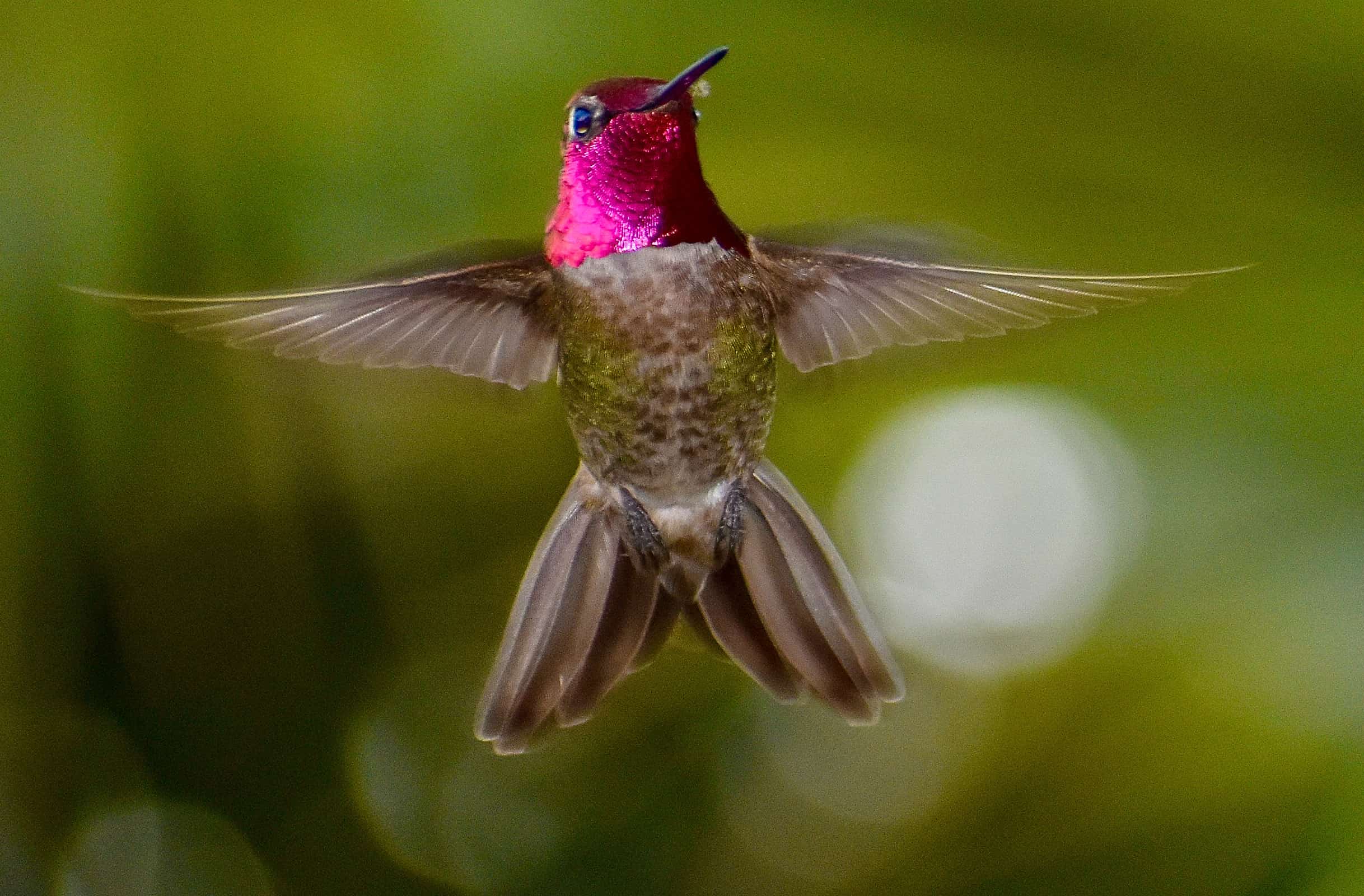 Squisito colibrì maschio colorato di Anna con le ali della testa rosa magenta iridescente brillante che volteggiano