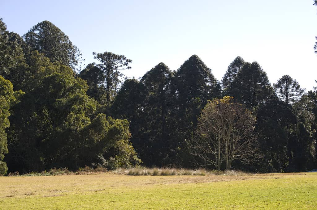 Limite del bosco delle montagne Bunya