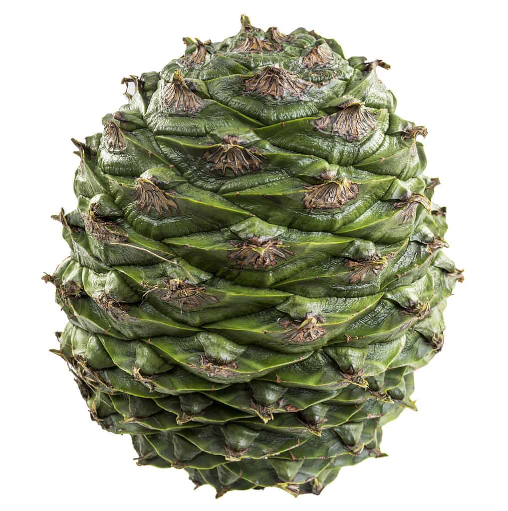 Pigna Bunya