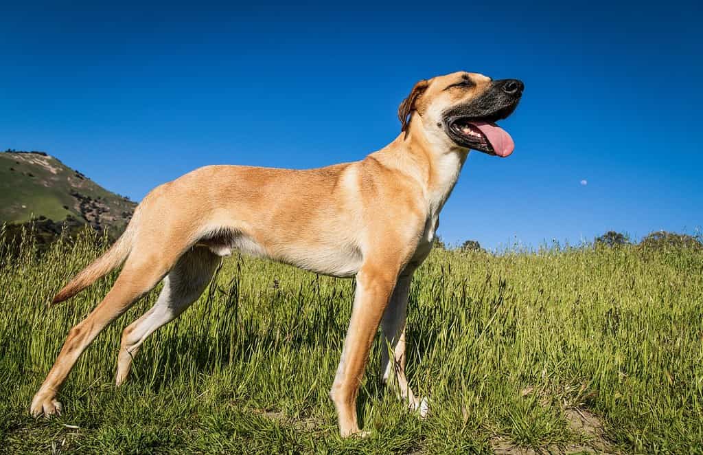 Un simpatico cane Black Mouth Cur in mezzo a un campo coperto di erba in una giornata calda e soleggiata