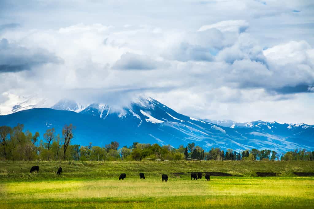 Nuvole basse sospese sulla Paradise Valley, tra Bozeman Montana e Livingston Montana.  Il bestiame pascola.  Belle montagne blu profonde e pascoli verdi.