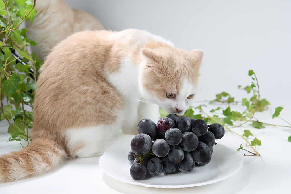 Alimenti che non dovresti mai dare al tuo gatto: Uva