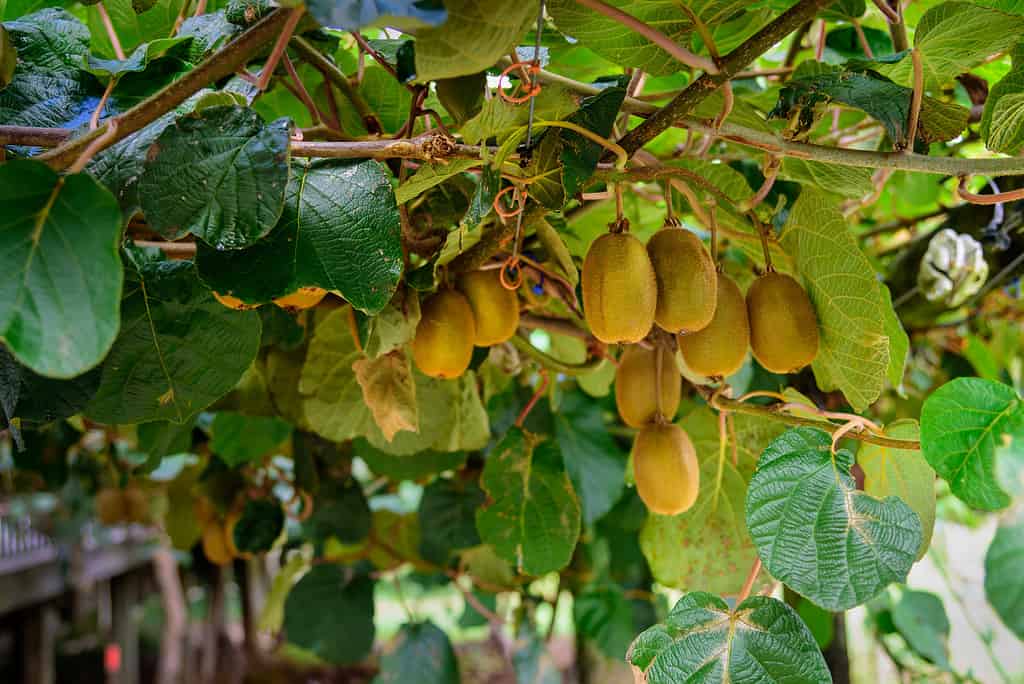 Kiwi dorati che crescono su una vite.