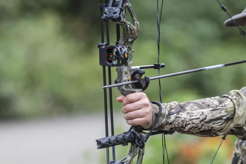 Caccia - Sport, Tiro con l'arco, Cervo, Tiro con l'arco, Tiro al bersaglio