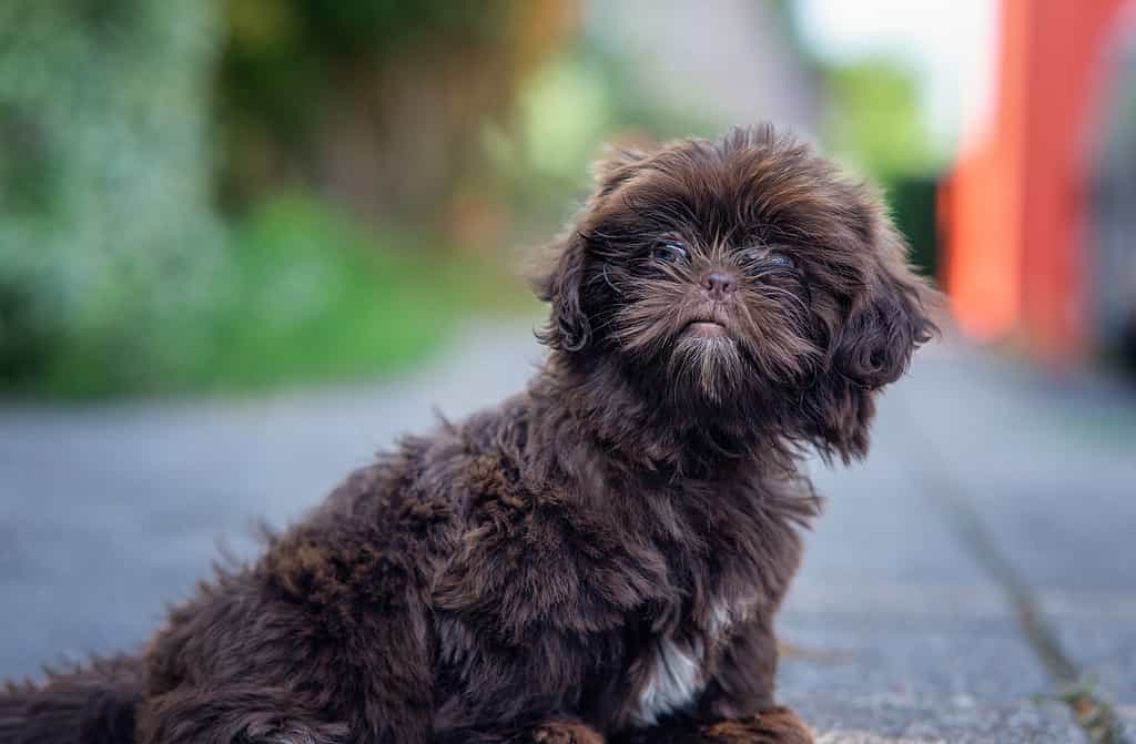 Primo piano di un simpatico cane Shih-Poo