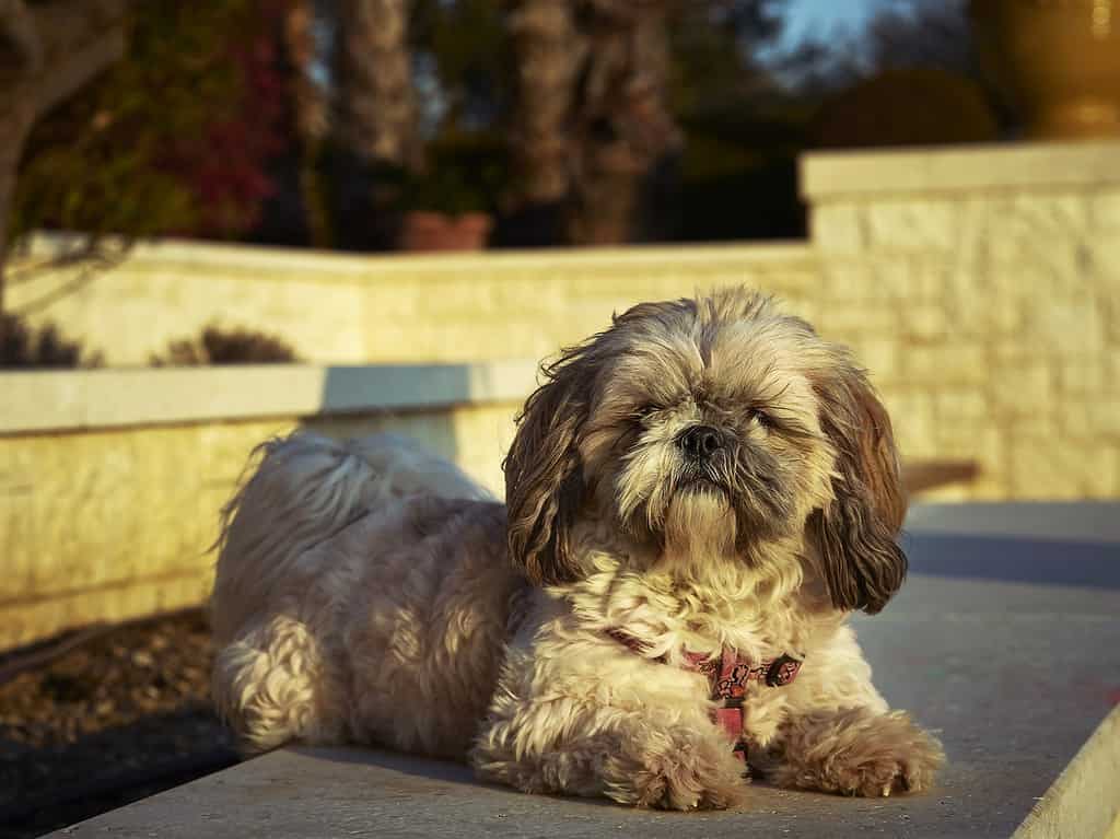 Vista di un cane Shih-Poo seduto a terra e guardando la telecamera in una giornata di sole