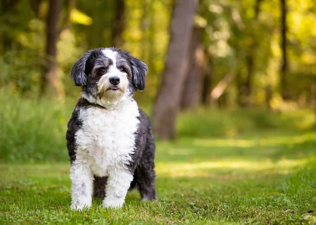 Un cane di razza mista Shih Tzu x Poodle che guarda la telecamera