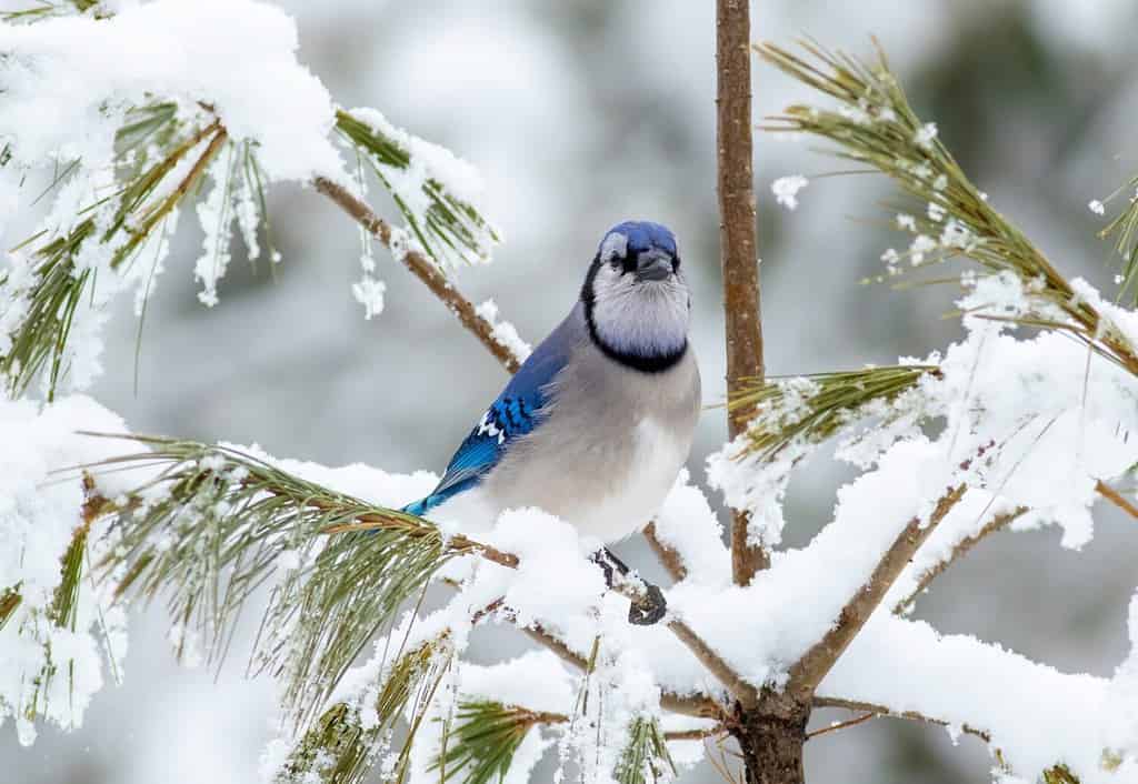 Una ghiandaia azzurra si siede in un pino con neve fresca floccata ad Algonquin Canada