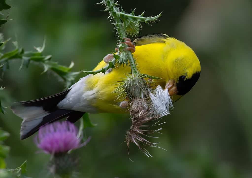 Cardellino americano che mangia i semi del cardo selvatico