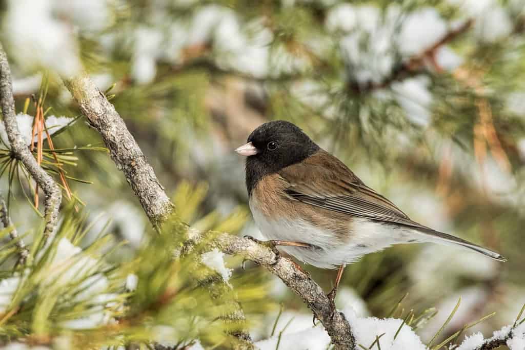 Junco maschio dagli occhi scuri in inverno