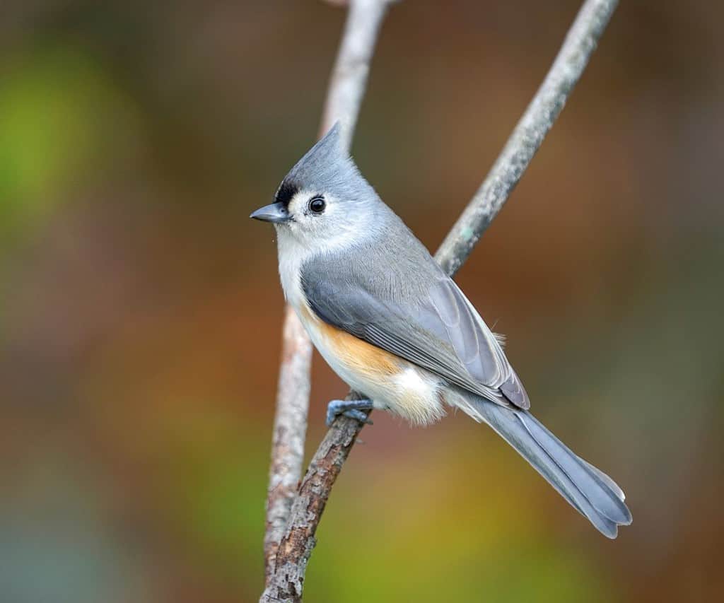 uccello cinciallegra trapuntato in piedi sul ramo di un albero in autunno