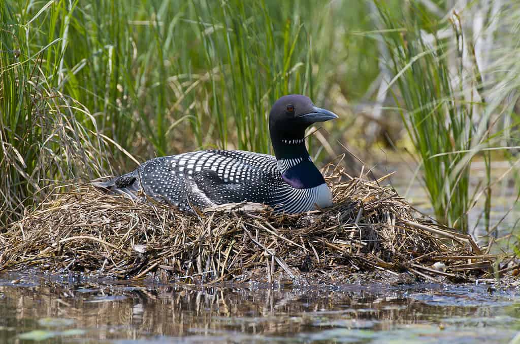 Loon nidificante