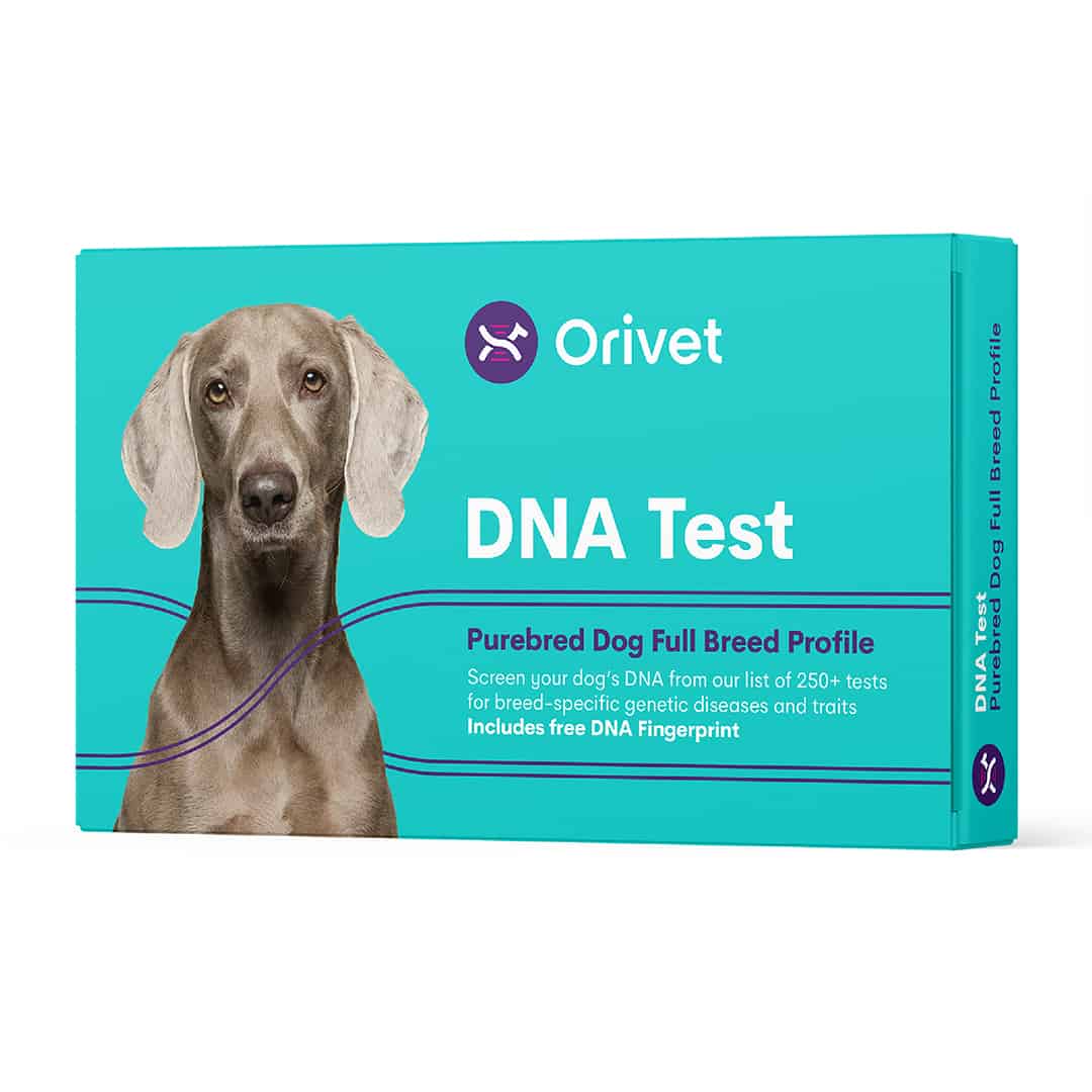 Test del DNA del cane di razza Orivet