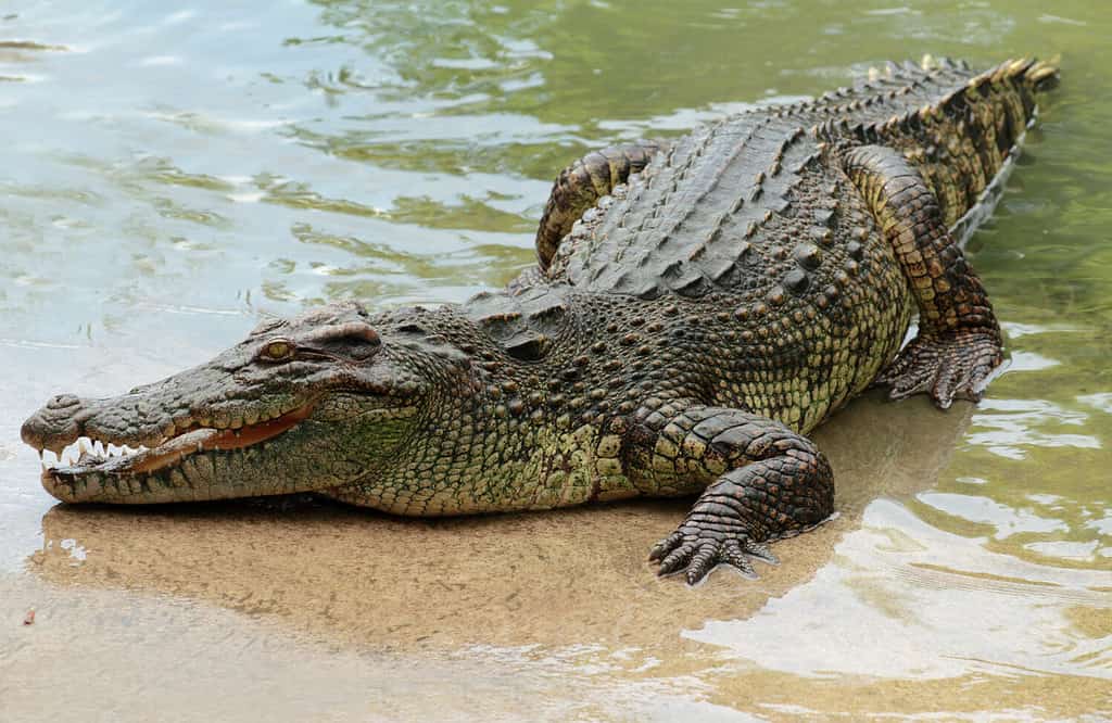 Ci sono coccodrilli nel Nuovo Galles del Sud?