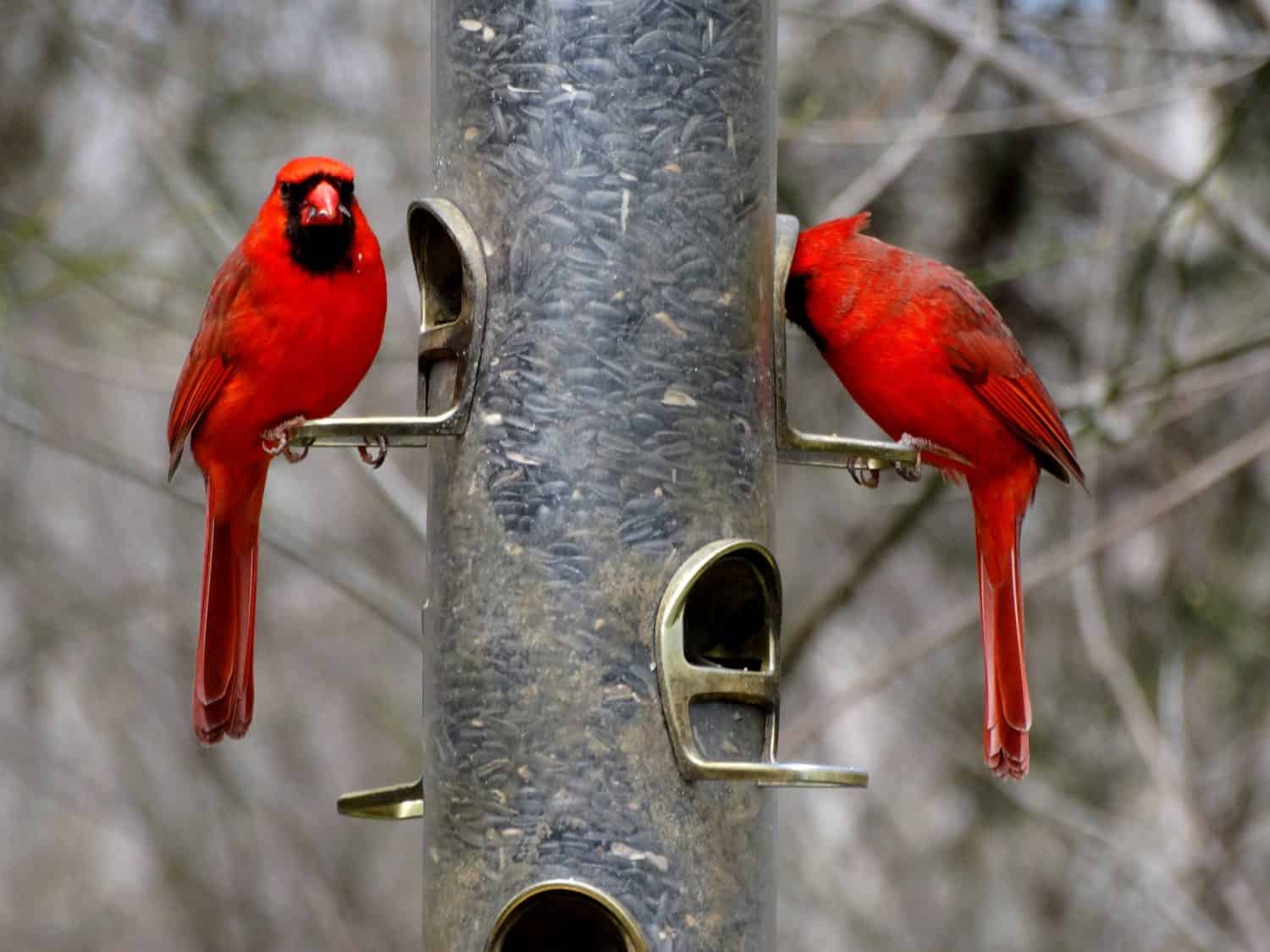 Due cardinali su una mangiatoia per uccelli 