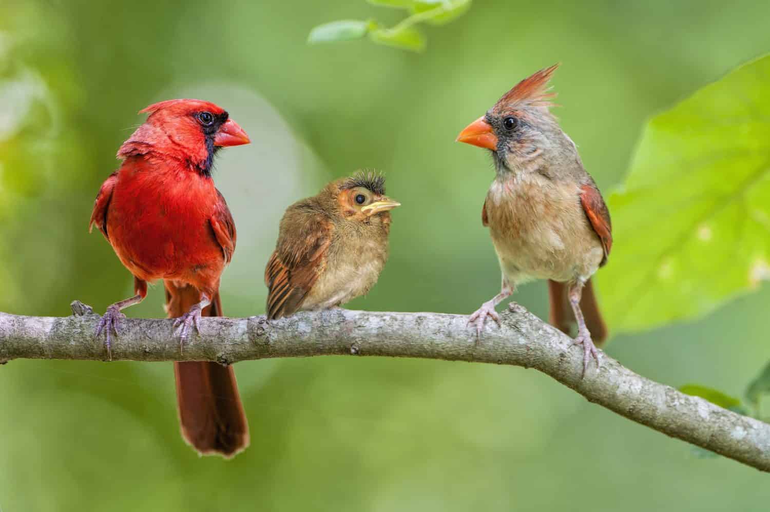 Famiglia Redbird
