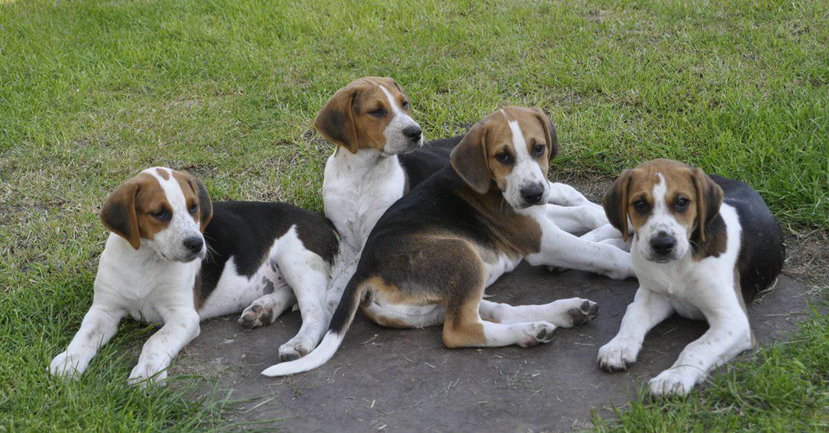 Quattro cuccioli di Foxhound inglese