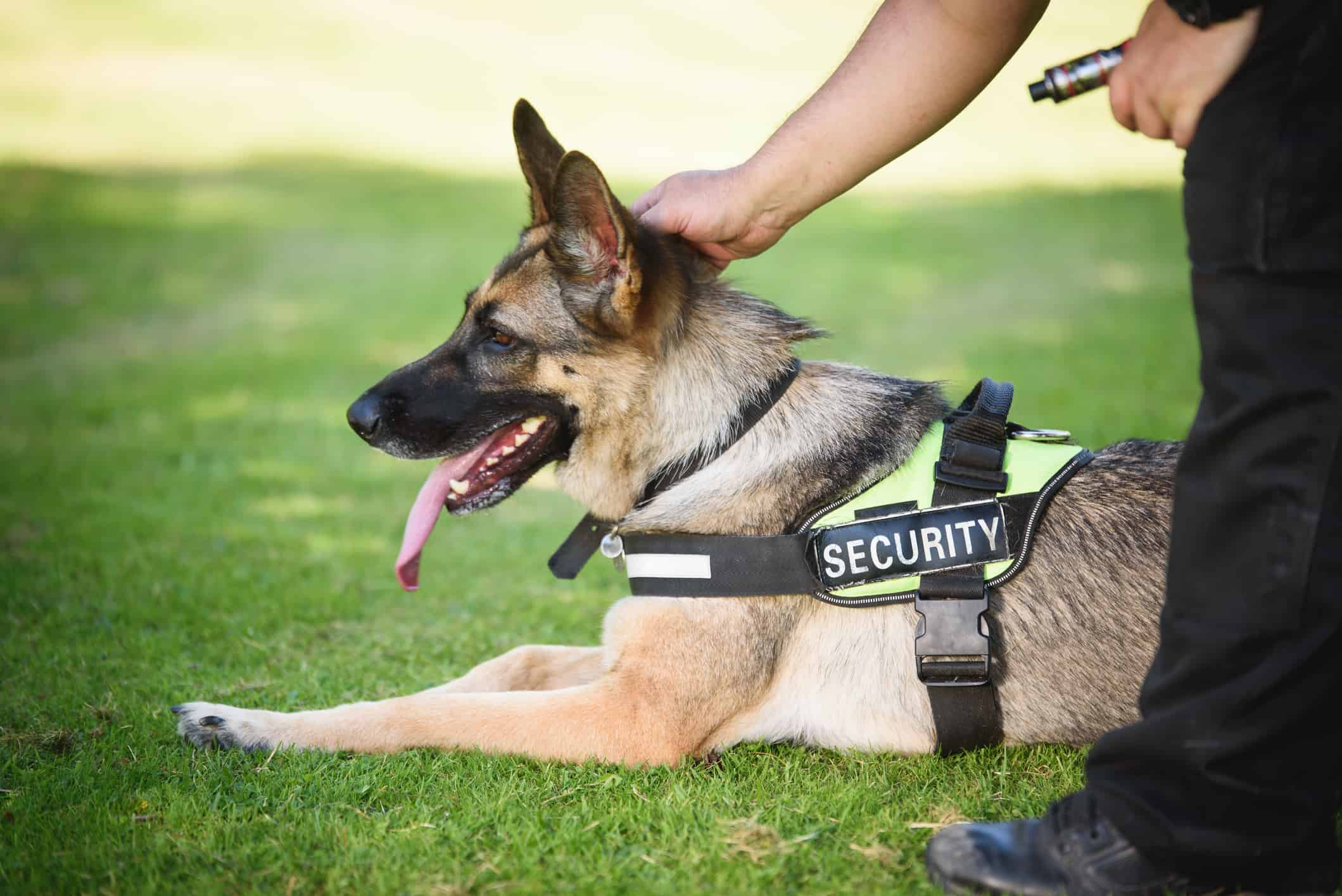 Cane e conduttore di sicurezza