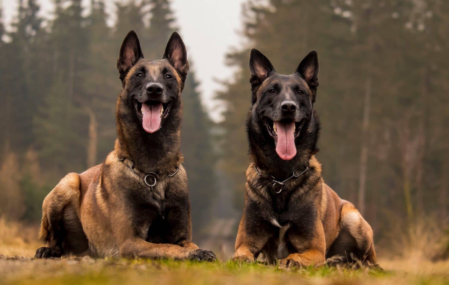 2 bellissimi Malinois belgi nella foresta