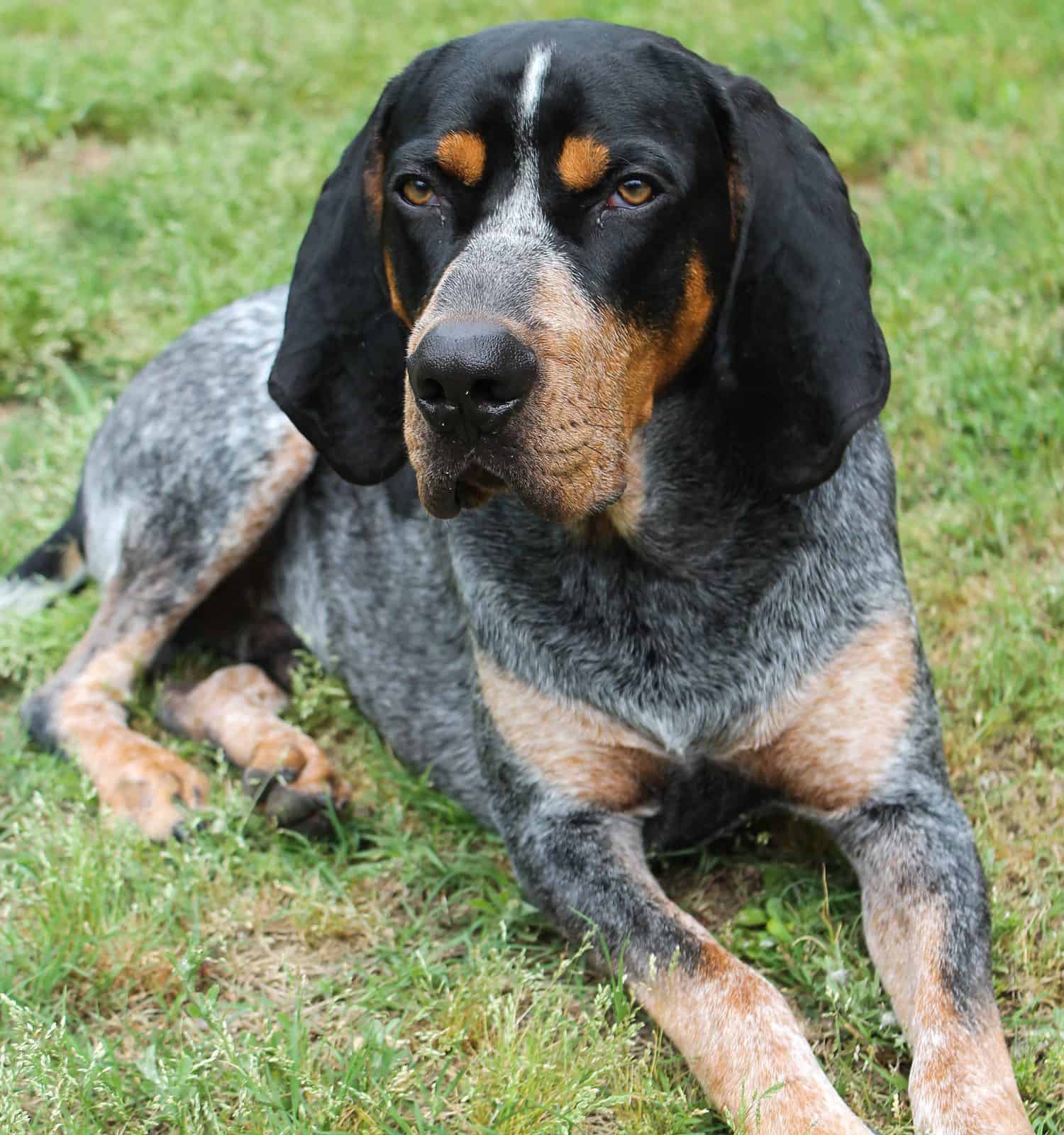 Bluetick Coonhound sdraiato nell'erba.